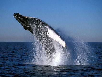 whales, humback whale battle